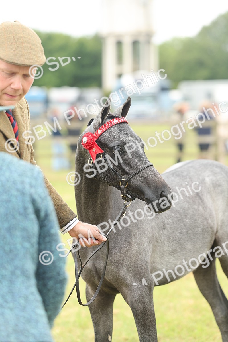 SBM_05367 - Class 68-73 - Riding Pony Breeding