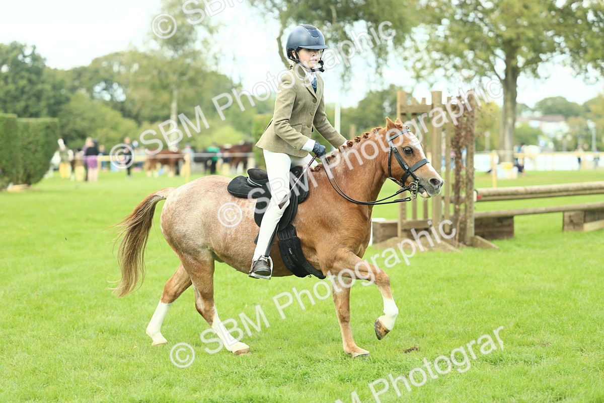 SBM_44690 - S31 - Working Hunter Pony