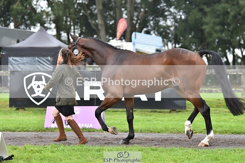 231018-123458-00379 - 045-HILDARE.REGARDE.MOI-Danielle.Mccormack-TrotUp