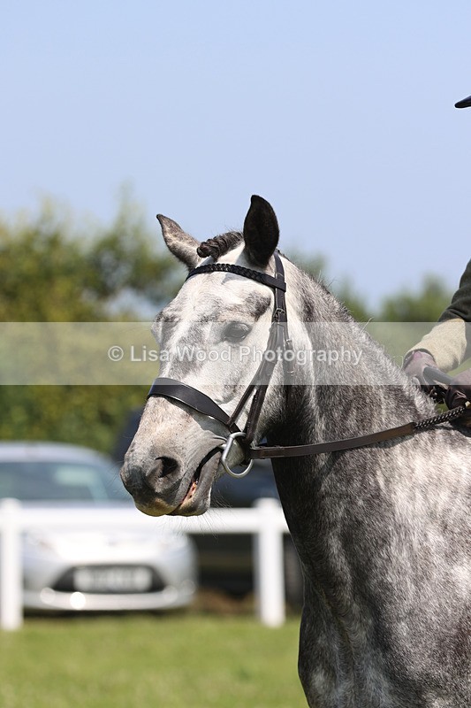 JPP_2459 - Class 21: Working Hunter 60cm