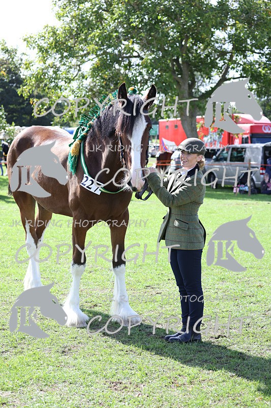 APP_3169 - Class 3 Youngstock