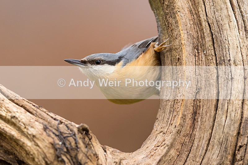 20160227-8E0A2338-4092 - Nuthatch & Treecreepers