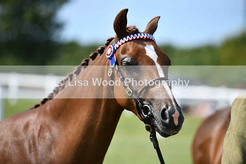 DSC_8394 - Class 68: Part Bred In Hand M & M