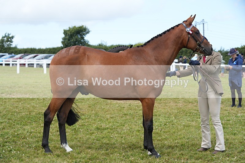 DSC06375 - Class 55: Hunter/Riding Horse/Hack 3 & 4 yr olds