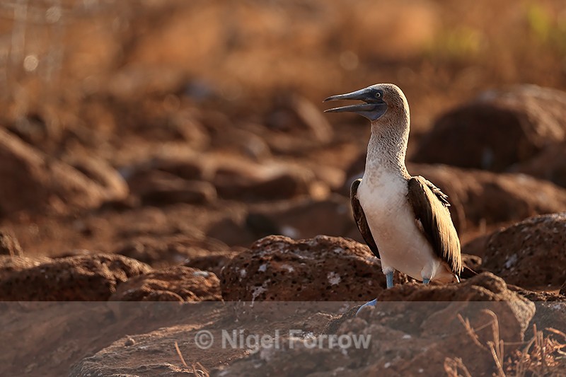 Blue-footed Booby, late afternoon, North Seymour, Galapagos - Blue-footed Booby