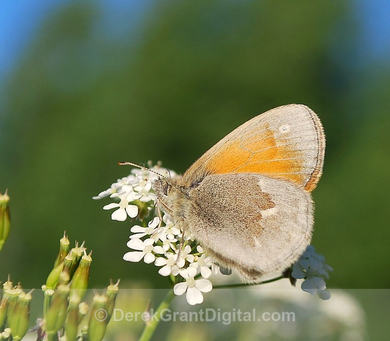 Common Ringlet - Butterflies & Moths of Atlantic Canada