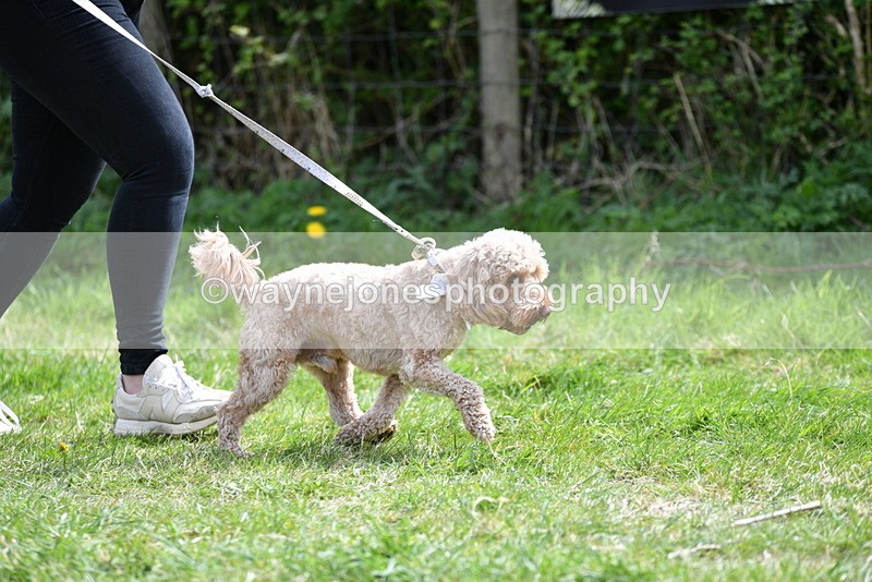 WJ5_9670 - Class 3 Most Handsome Dog