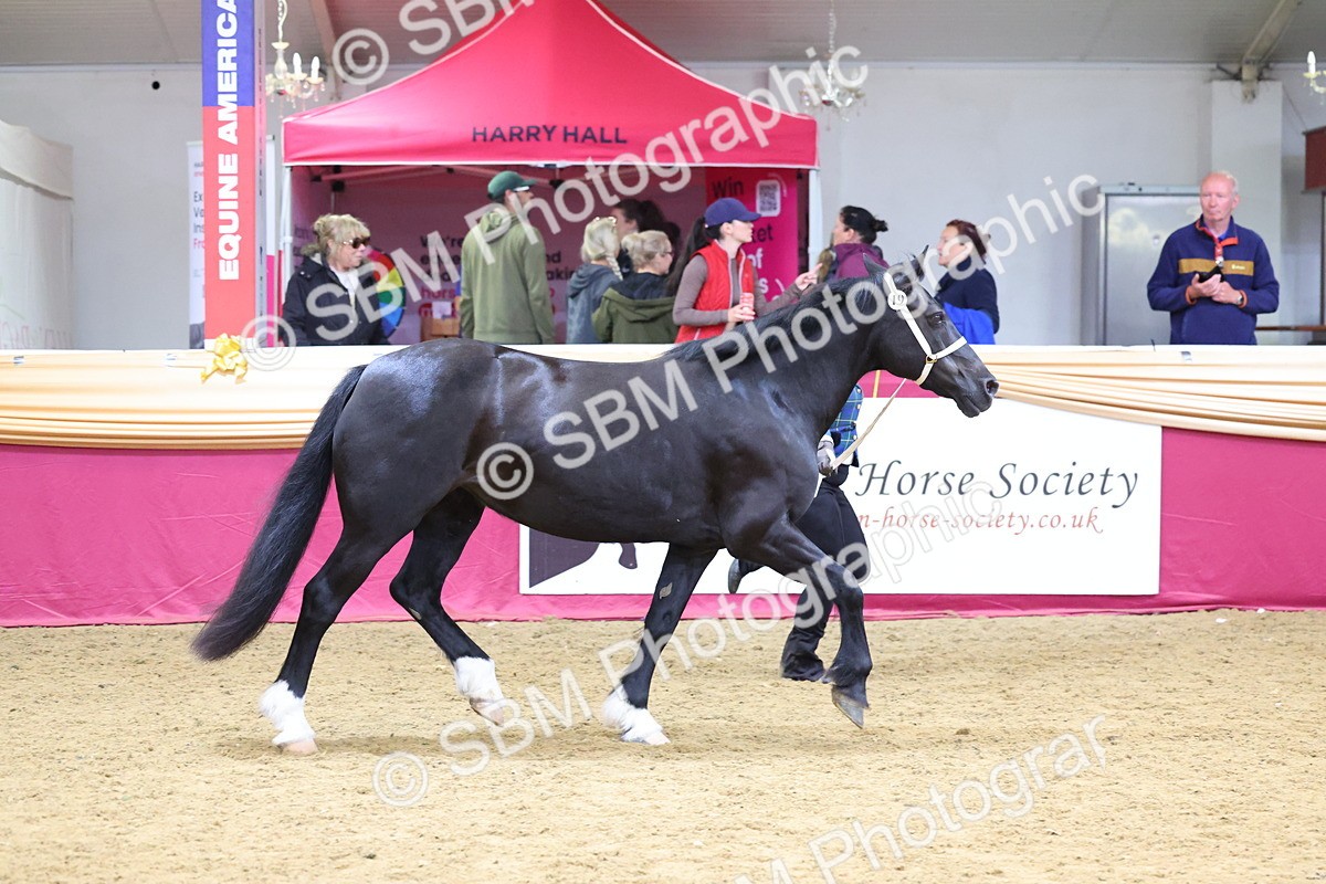 SBM_22772 - Class 903 - Supreme Final - IH Pre Vet