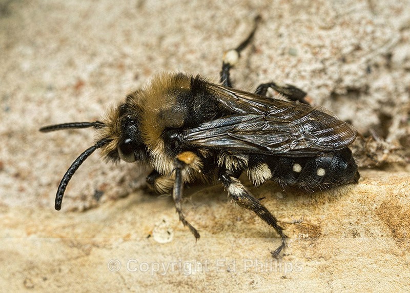 Melecta albifrons (m) - Melecta albifrons