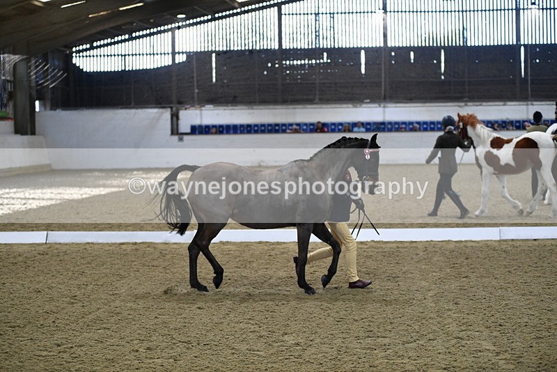 WJ5_3593 - Class 5 In Hand Veterans