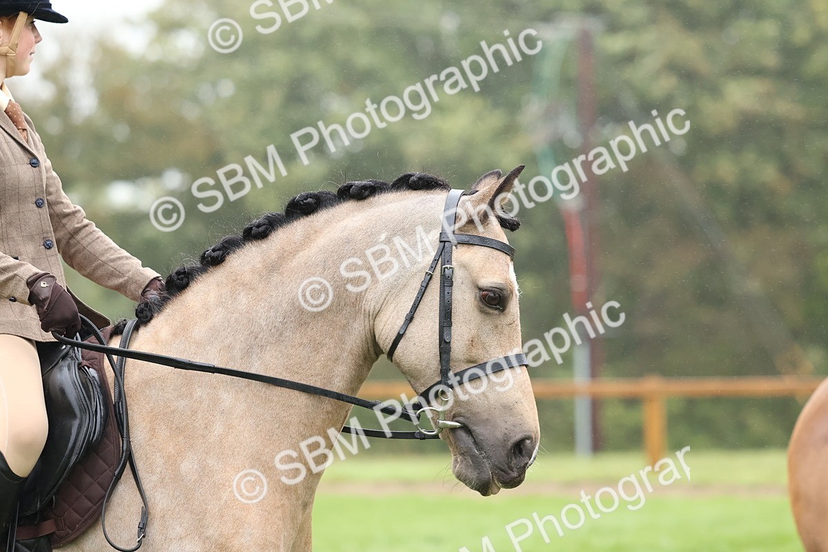 SBM_73065 - S63 Show Pony & Show Hunter Pony Ridden