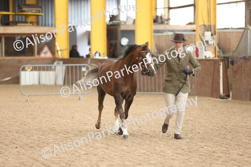 20251109-0663 - Class 22 - Geldings 4 Years and over