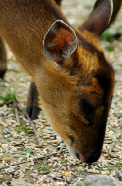I ear yu - Fenced