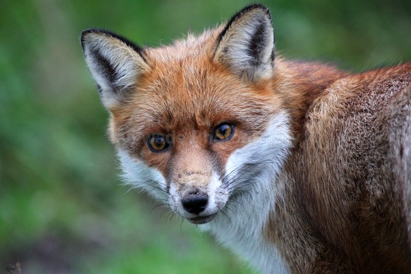 Red Fox Warning_ AGTO108 - Wildlife, Mammal Photography, Great Britain