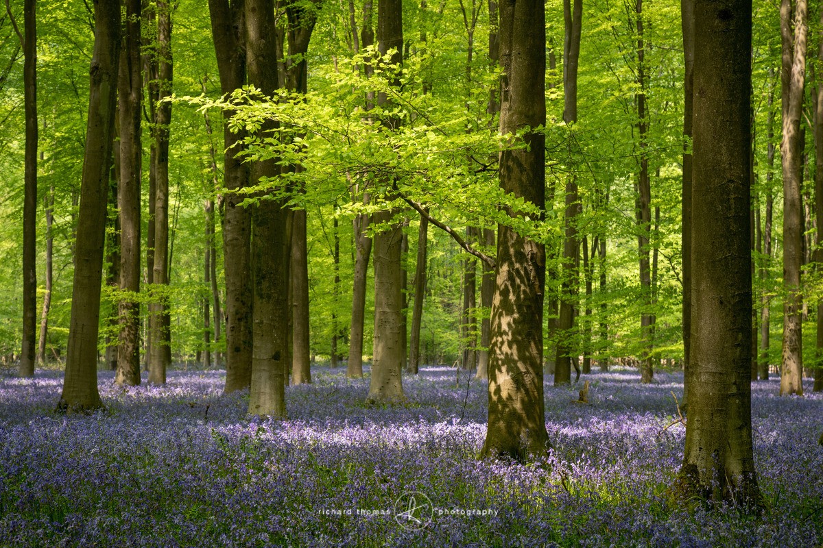 Micheldever afternoon light - BlueWood