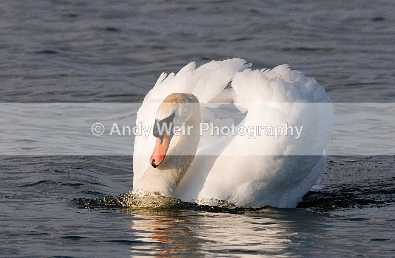20080506-we 027 Mute Swan - Swans