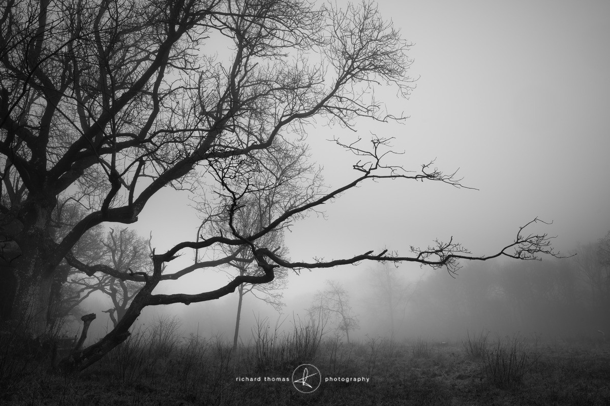 Reaching out - Mono Mist Trees