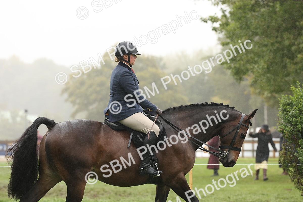 SBM_72884 - Ridden Horse Supreme Championship