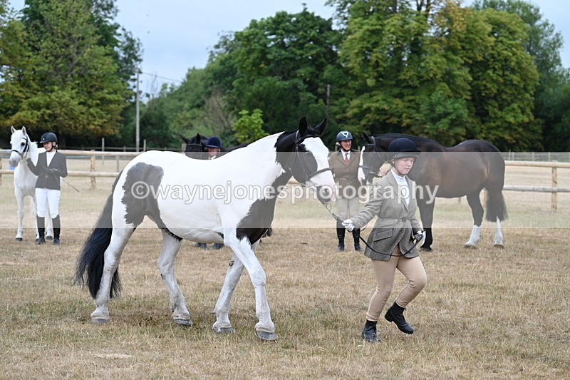 WJ7_9953 - Class 5a Most Handsome Gelding (above 14.2hh)