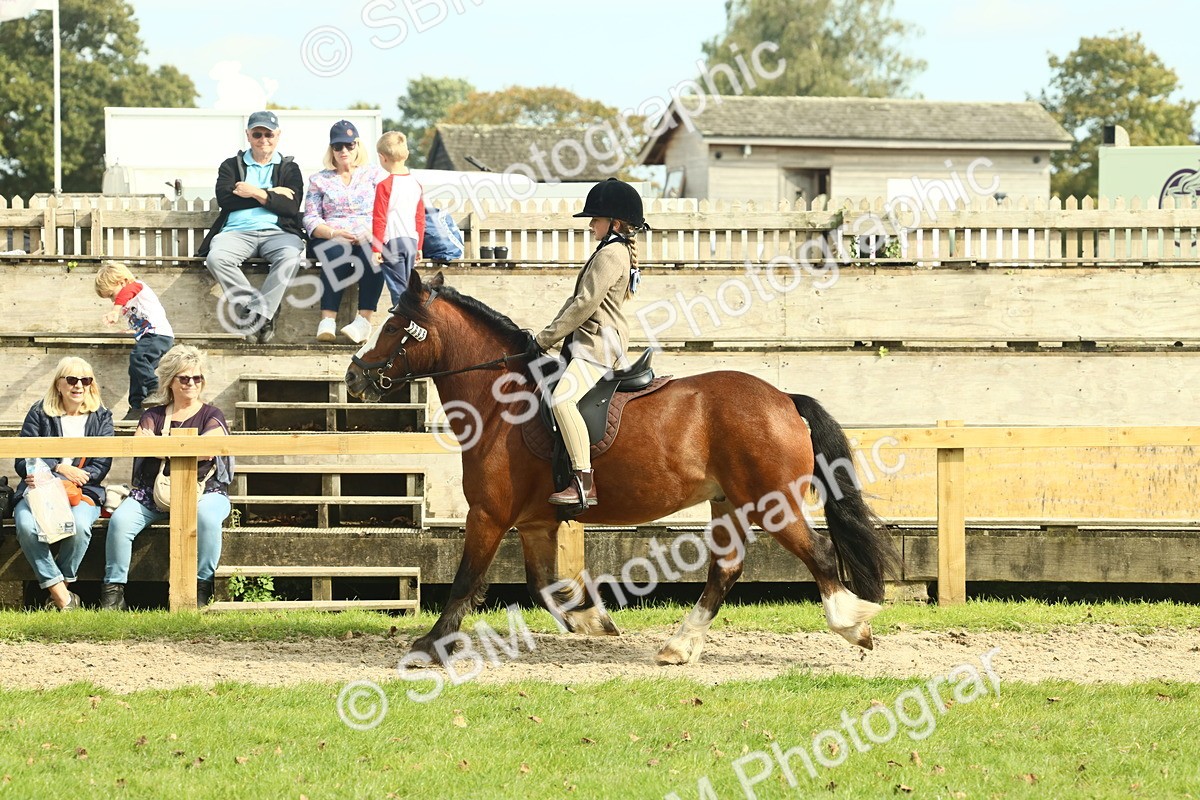 SBM_69050 - S58 - Mini Show Cob Ridden