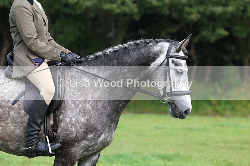 3E7A6028 - Class 28: 75cm Working Hunter