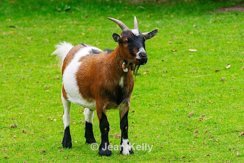 Pygmy Goat - DSC_9472 - Goats