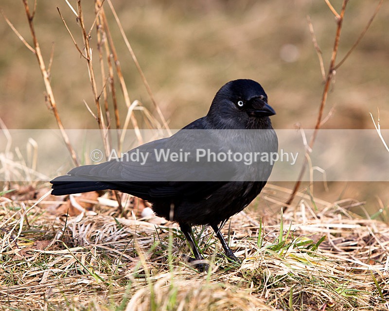 20130413-_MG_3207 - Jackdaw