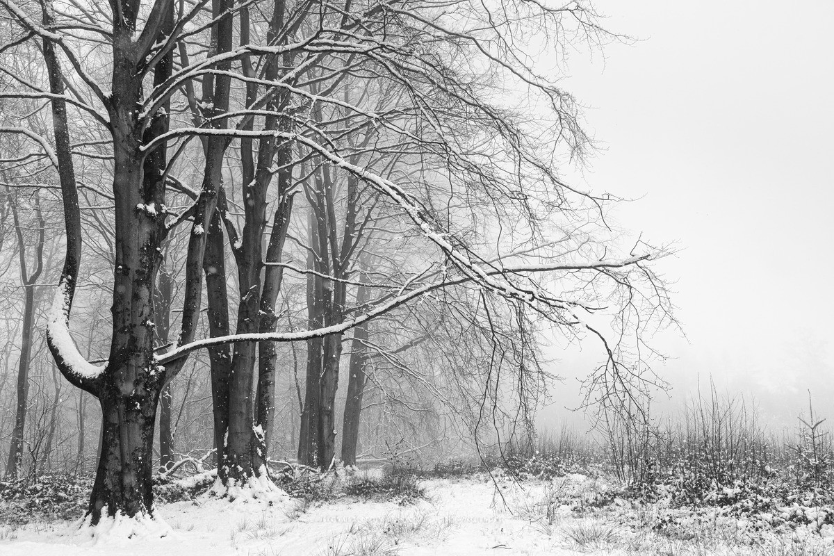 Weathermore Copse snowfall - WINTER
