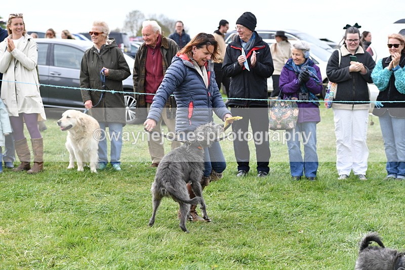 WJ5_9424 - Class 1 Best Cross Breed / Heniz 57