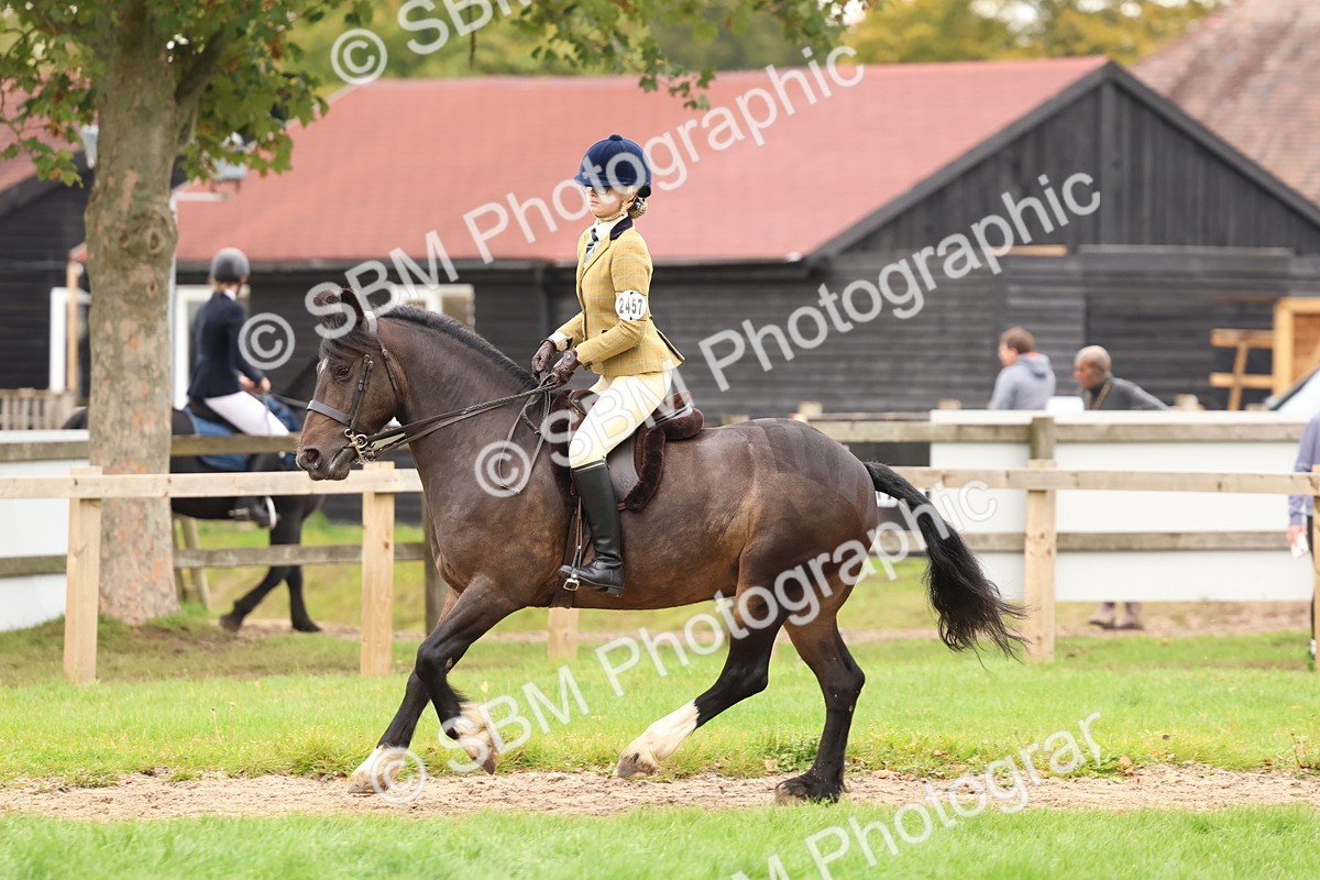 SBM_59962 - S36 - Rehabiliated Rescue Horse & Pony In Hand & Ridden