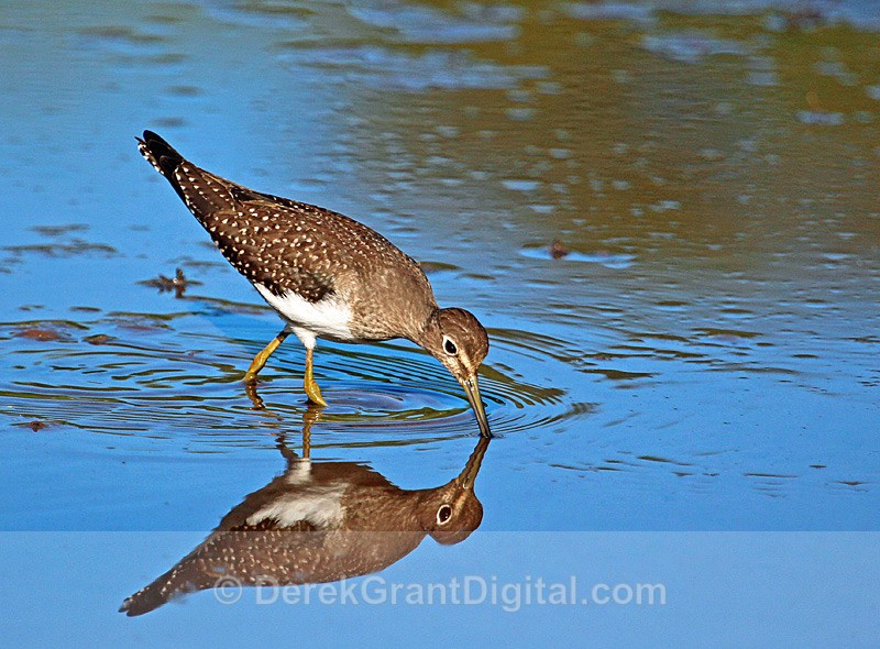 Solitary Sandpiper - 2 - Birds of Atlantic Canada