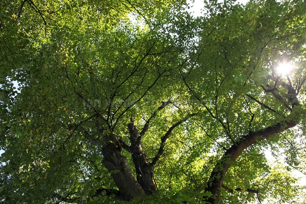 Frenchay Common tree canopy FR _009 - Frenchay care home Collection v