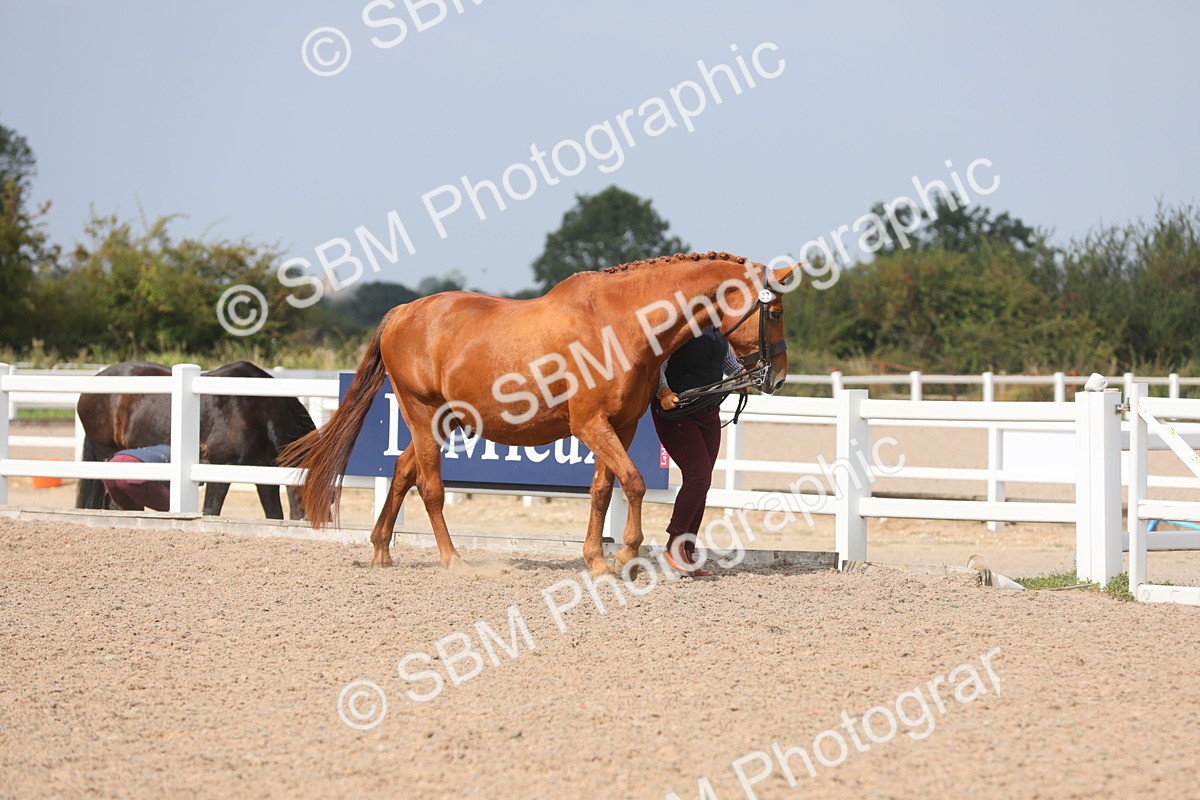 SBM_15659 - Class 312 IH Competition Horse/Pony