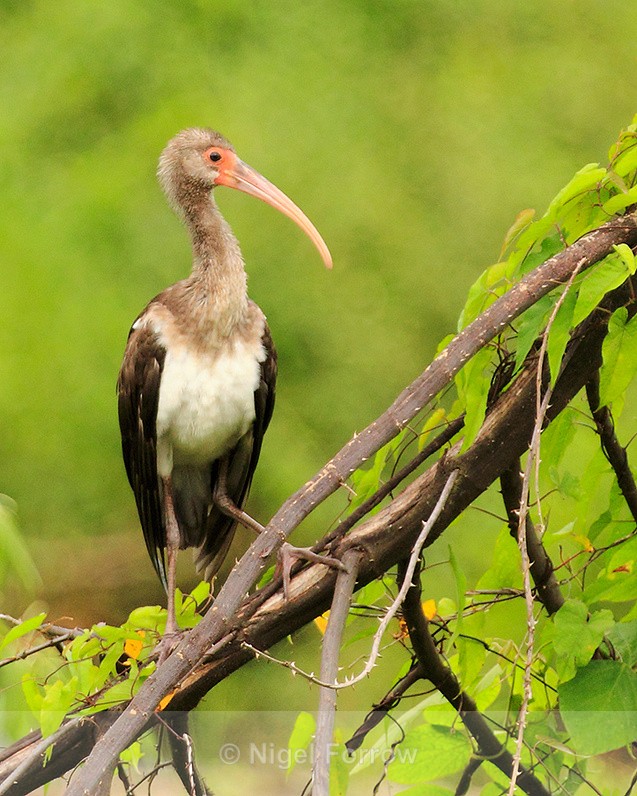 White Ibis (juvenile) perched on a branch near Puerto Jiminez - White Ibis