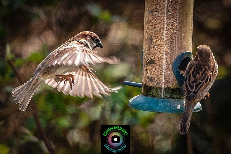 BBG-11-House Sparrows feeding, Oban, Argyll - Countryside & Garden Birds