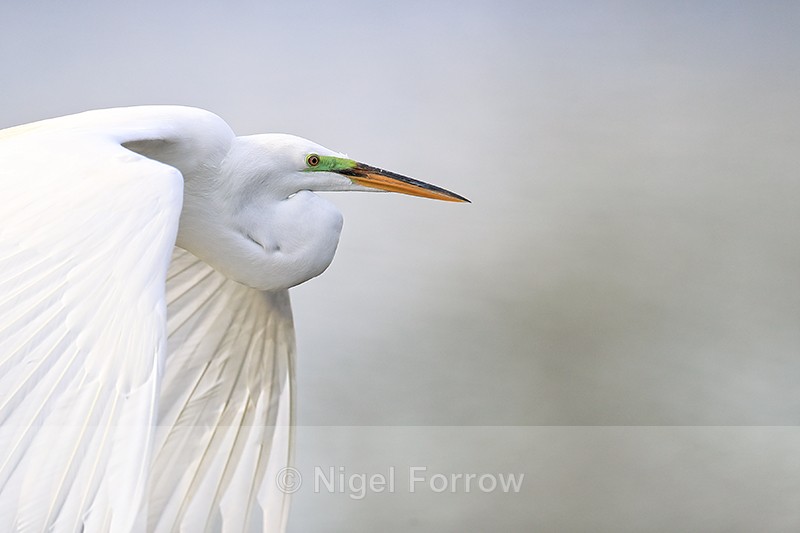 Great Egret close in flight, Venice Rookery, Florida - Great Egret