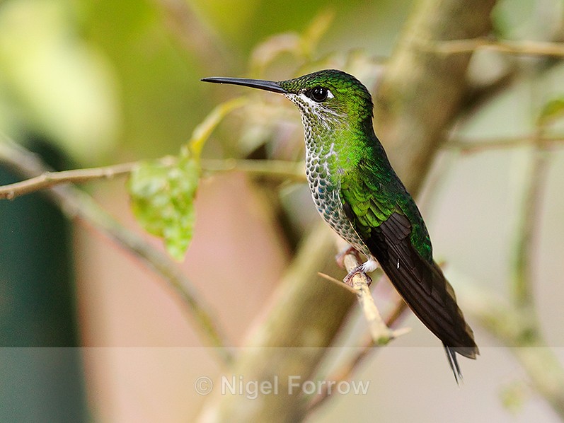 Green-crowned Brilliant (female) perched on a branch at La Paz Gardens - Green-crowned Brilliant