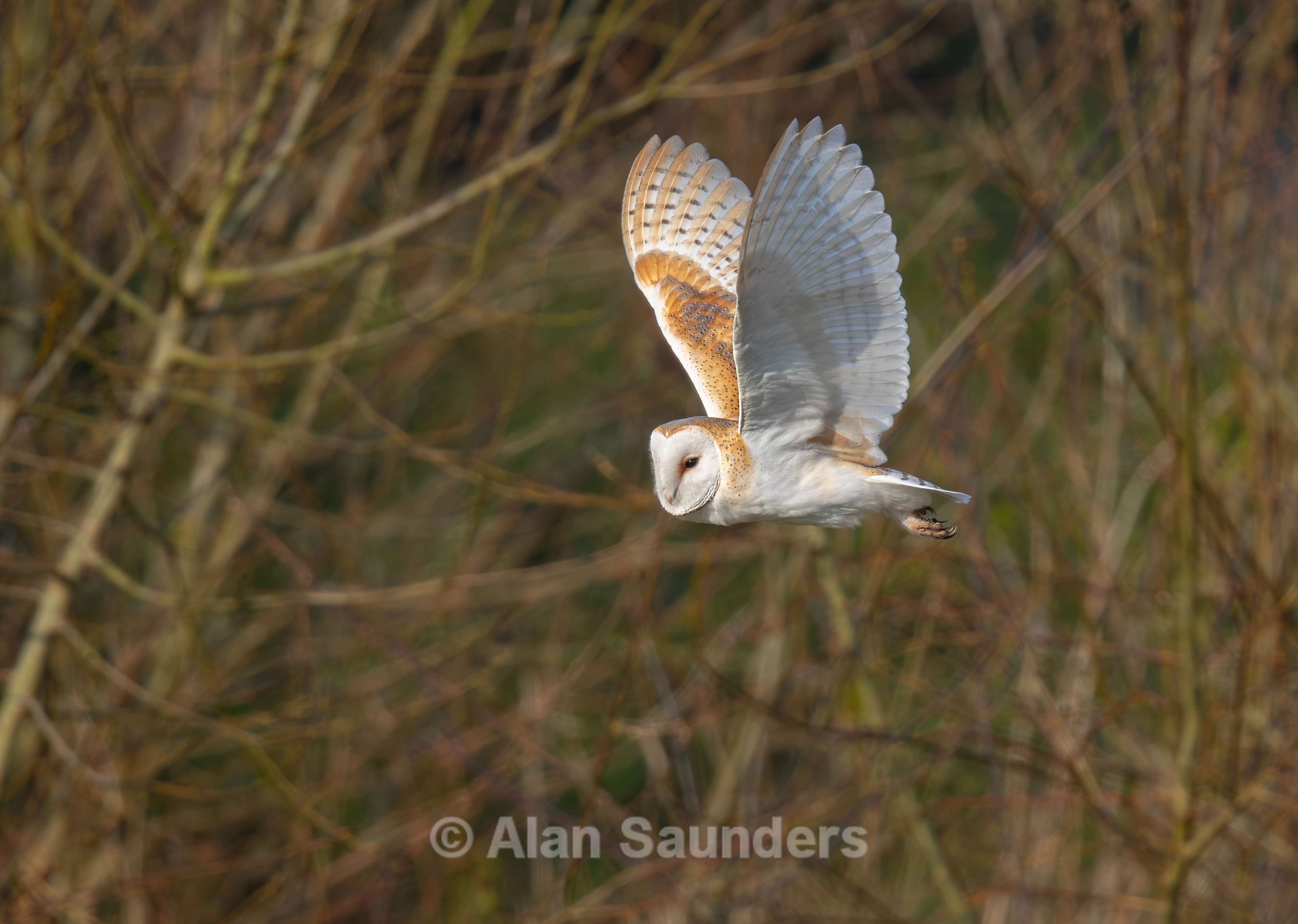 Barn Owl 2 (female)