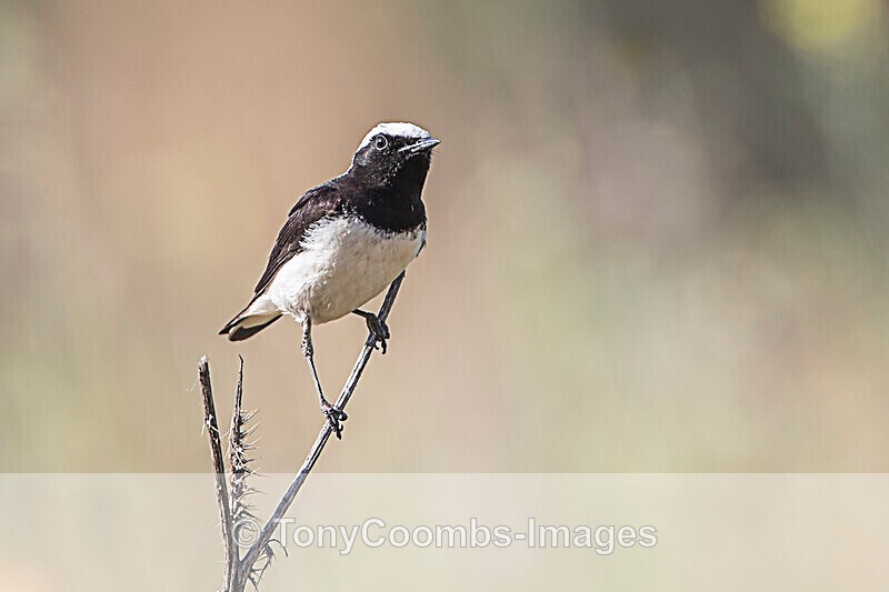Pied Wheatear  (m) - Sinoe - Constanta