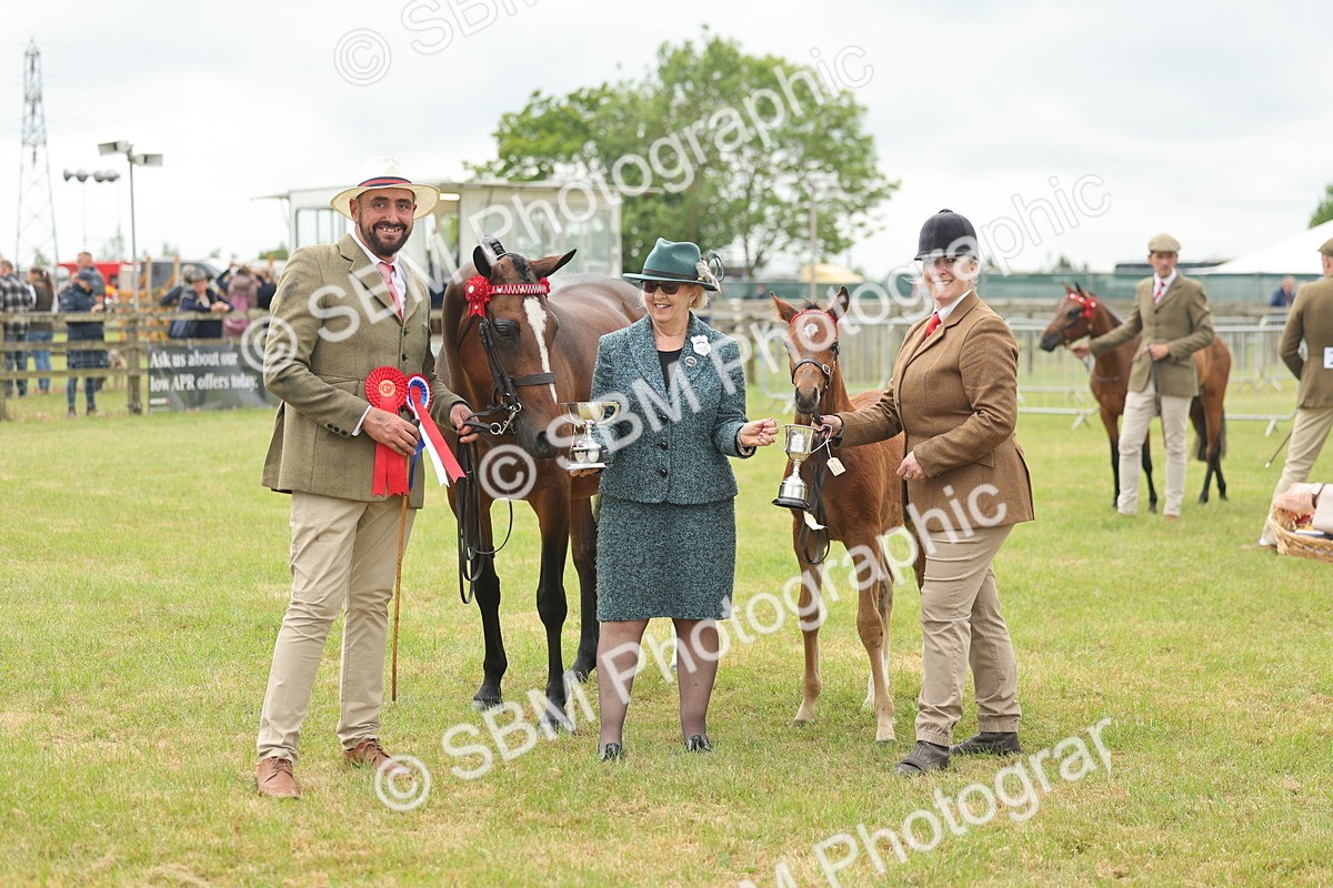 SBM_05585 - Class 68-73 - Riding Pony Breeding