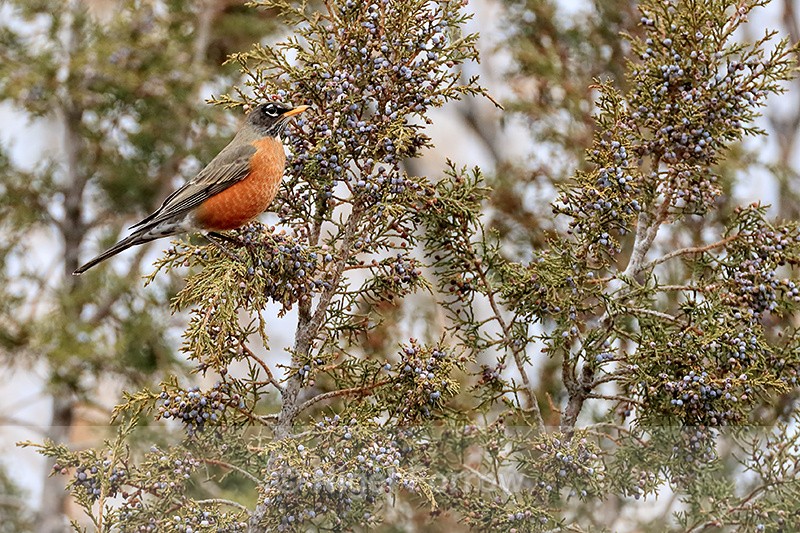 American Robin in conifer tree, Bosque del Apache, New Mexico - American Robin