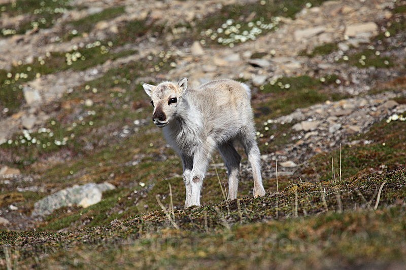 Reindeer 5 - Latest Photos