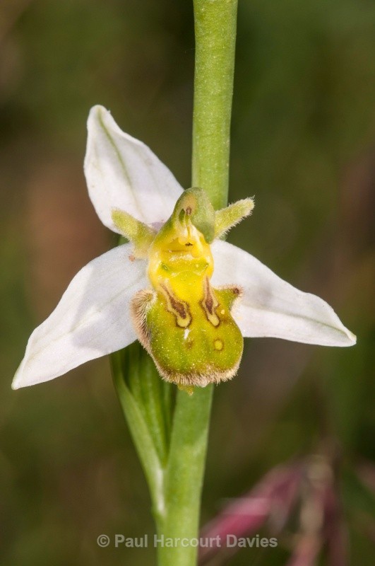 Bee Orchid variety (Ophrys apifera var chlorantha) - Orchids - Ophrys