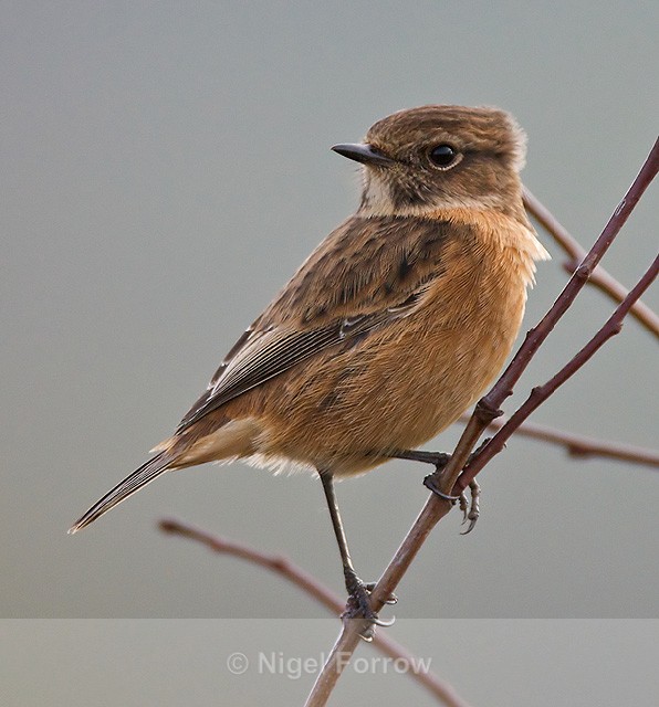 Stonechat (female) perched on a branch - Stonechat