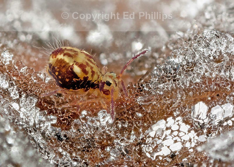 Dicyrtomina saundersi