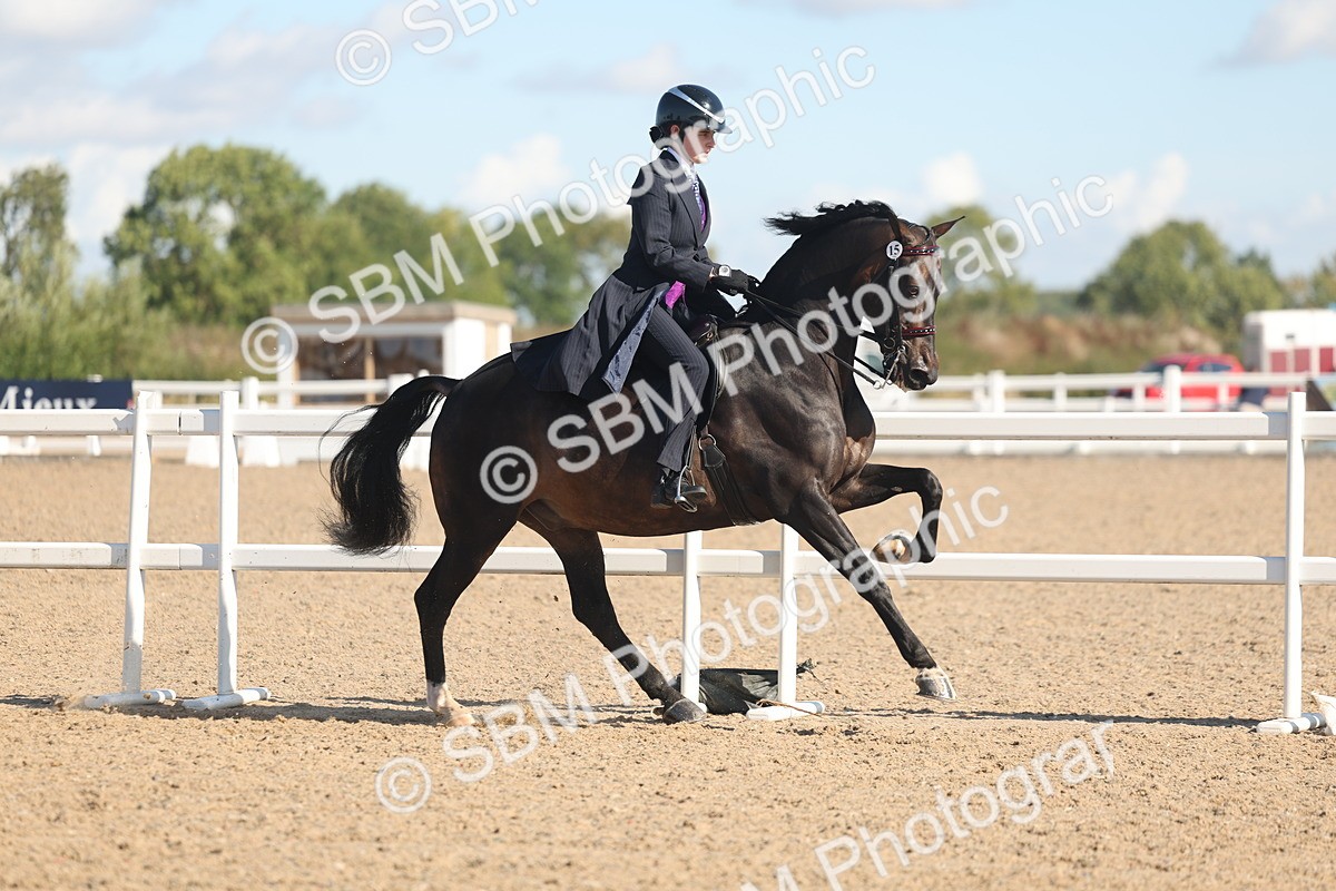 SBM_13036 - Class 305 - Ridden Foreign Breed Pure Bred