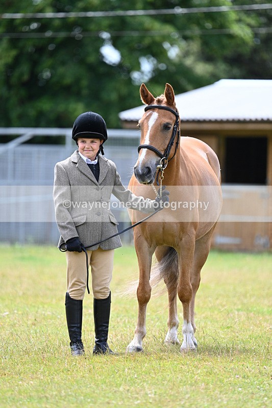 WJ7_6657 - Class 5 Handsome Gelding in hand