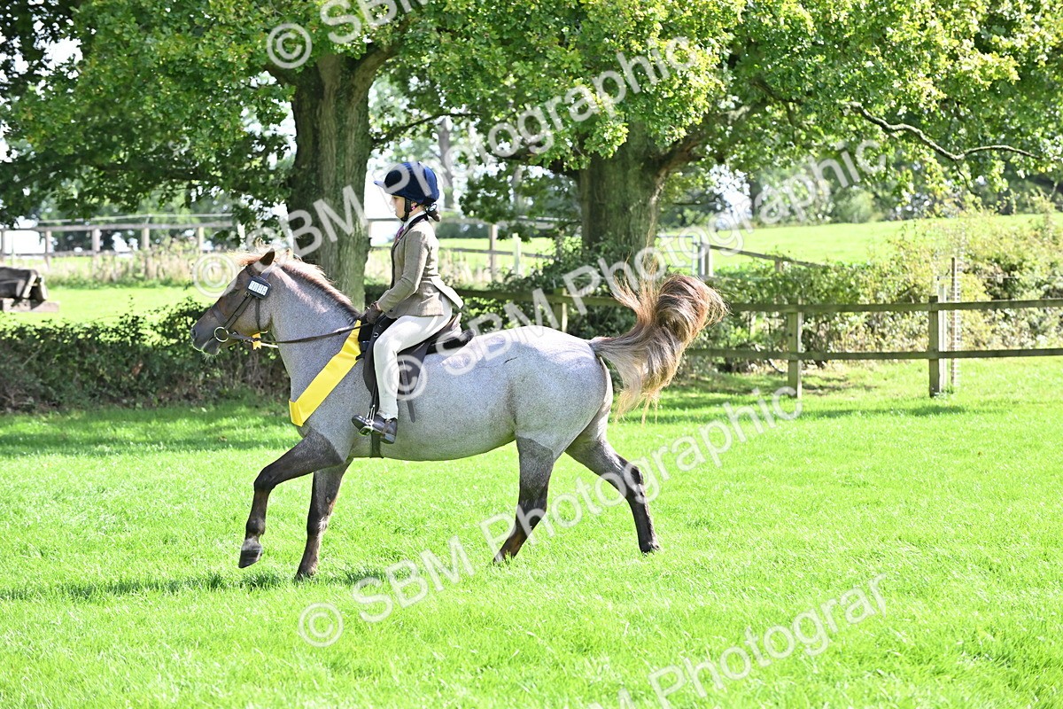 SBM_44612 - S13 - Pony Club Pony