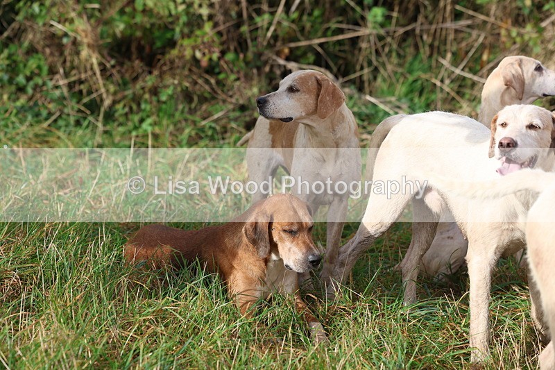 3E7A0555 - Four Burrow Opening Meet 2025