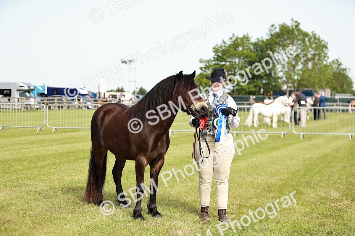 SBM_00660 - Class 14-23 - Mountain & Moorland In Hand Non Welsh